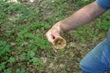 Hymenopellis megalospora image