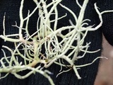 Usnea fragilescens image