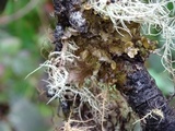 Tuckermanopsis orbata image
