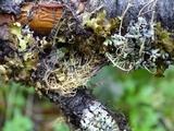 Tuckermanopsis orbata image