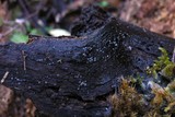 Tapesia fusca image