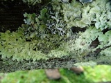 Hypogymnia enteromorpha image