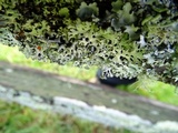 Parmotrema arnoldii image