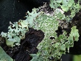 Pertusaria amara f. amara image