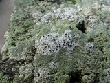 Thelomma occidentale image