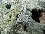 Thelomma occidentale image