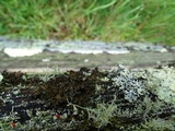 Tuckermanopsis chlorophylla image