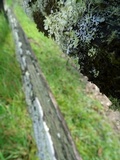 Tuckermanopsis chlorophylla image