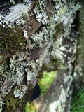 Tuckermanopsis chlorophylla image