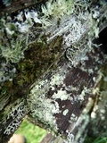 Tuckermanopsis chlorophylla image