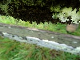 Tuckermanopsis chlorophylla image