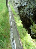 Tuckermanopsis chlorophylla image