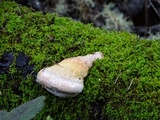 Fomitopsis mounceae image