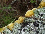Parmotrema reticulatum image
