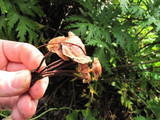 Gymnopus subpruinosus image