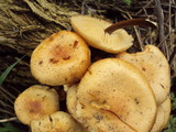 Flammulina velutipes var. lupinicola image