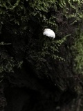 Hemimycena candida image