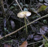 Bolbitius vitellinus image