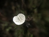Rimbachia bryophila image