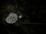 Rimbachia bryophila image