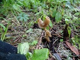 Helvella compressa image