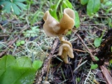 Helvella compressa image