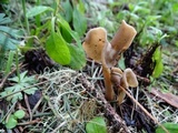 Helvella compressa image