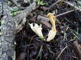 Clavulina rugosa image