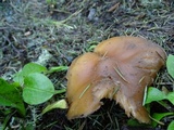 Entoloma lividoalbum image