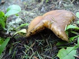 Entoloma lividoalbum image