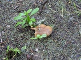 Entoloma lividoalbum image