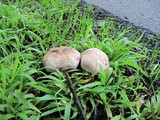 Agaricus agrinferus image