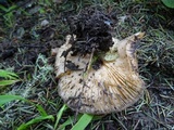 Entoloma lividoalbum image