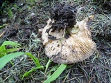 Entoloma lividoalbum image
