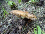 Entoloma lividoalbum image