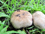 Agaricus agrinferus image