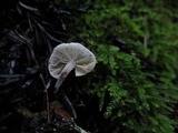 Hemimycena candida image