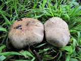 Agaricus agrinferus image