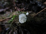 Rimbachia bryophila image