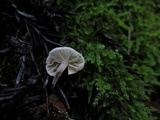 Hemimycena candida image