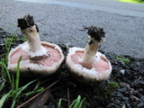 Agaricus agrinferus image