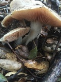 Entoloma ferruginans image