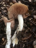 Entoloma ferruginans image