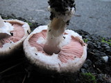 Agaricus agrinferus image