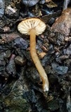 Rhodocybe nitellina image