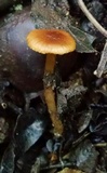Rhodocybe nitellina image