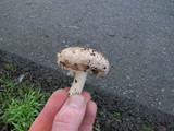 Agaricus agrinferus image