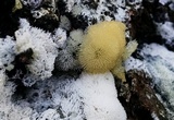 Ceratiomyxa fruticulosa var. fruticulosa image