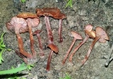 Laccaria fraterna image