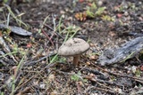 Nolanea edulis image